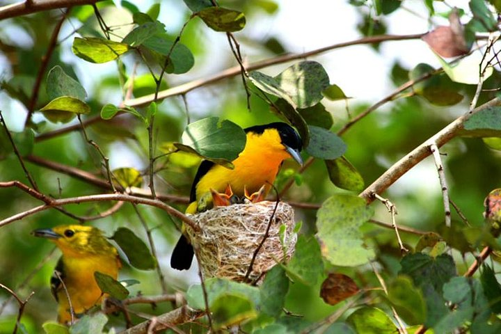 Bird Watching Sri Lanka - Photo 1 of 5